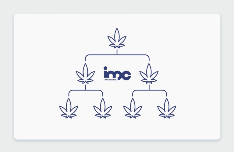היסטוריית קנאביס: שושלת זן הקנאביס הרפואי דארק הלמט Dark Helmet