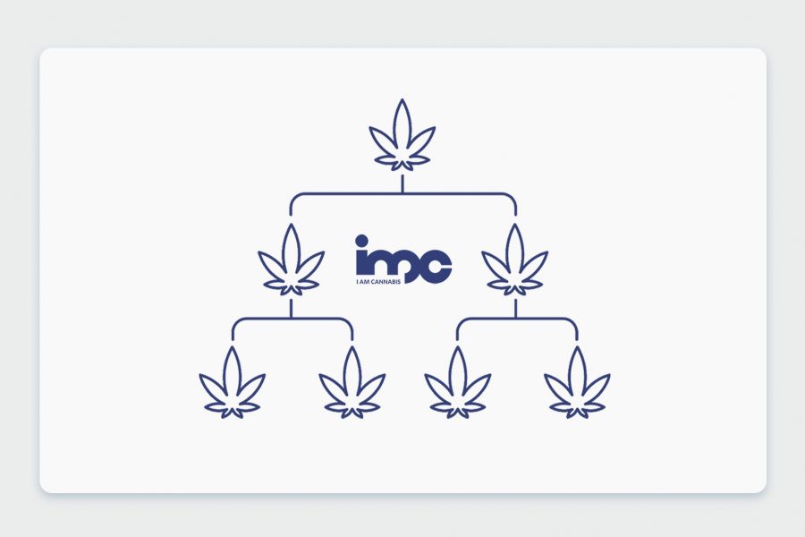 היסטוריית קנאביס: שושלת זן הקנאביס הרפואי דארק הלמט Dark Helmet