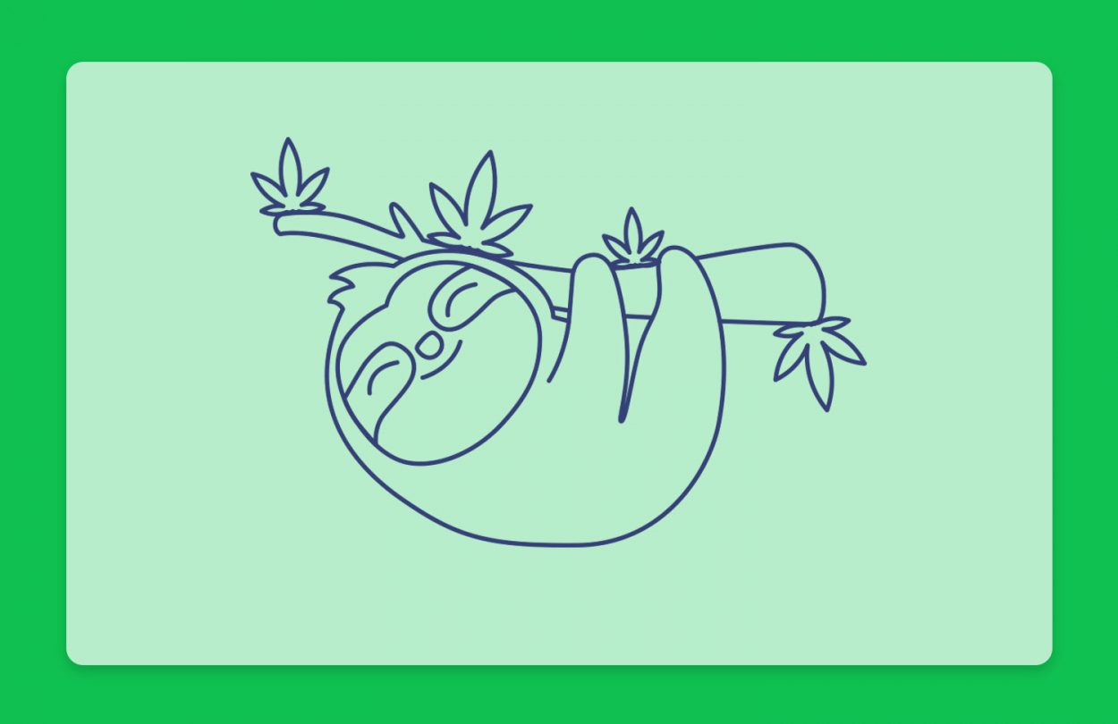 קנאביס ועצלנות: לכבוד יום העצלנות הבינלאומי בדקנו מה הקשר בין השניים. מחקרים, הרגלים וזני קנאביס רפואי