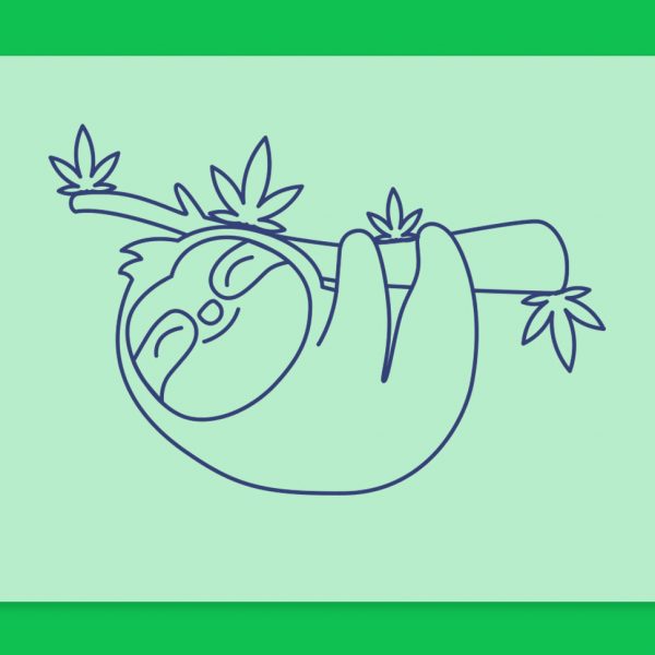 קנאביס ועצלנות: לכבוד יום העצלנות הבינלאומי בדקנו מה הקשר בין השניים. מחקרים, הרגלים וזני קנאביס רפואי