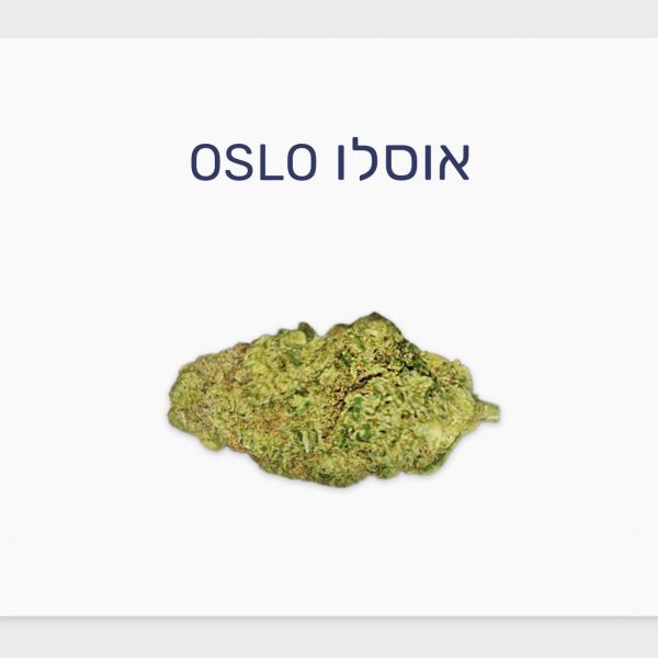 סקירת זן אוסלו – תפרחת קנאביס רפואי T20/C4 אינדיקה