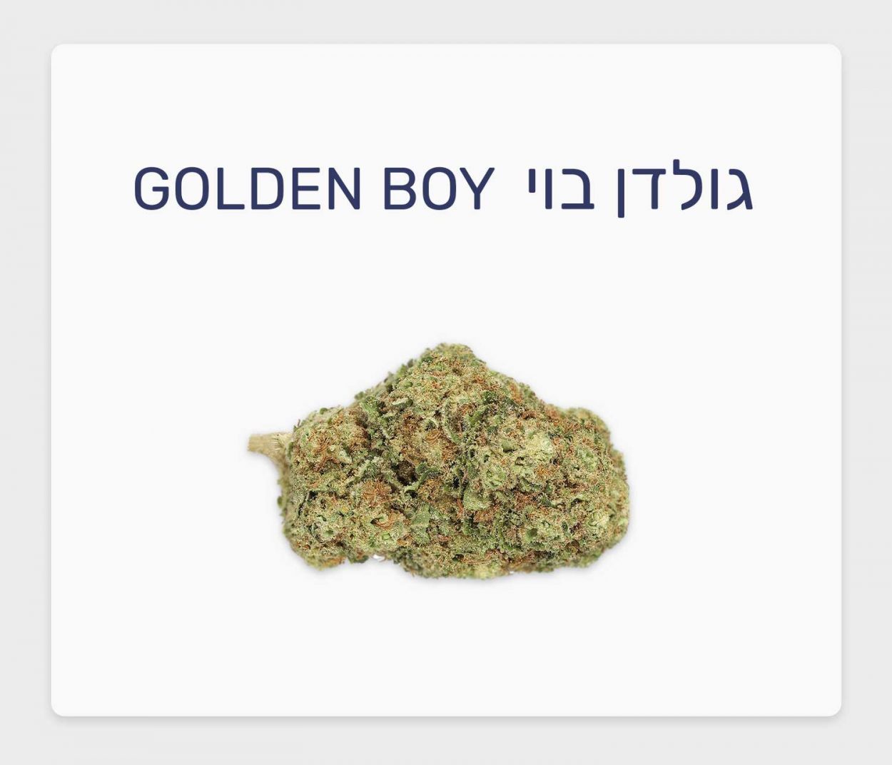 סקירת זן גולדן בוי – תפרחת קנאביס רפואי T20/C4 סאטיבה