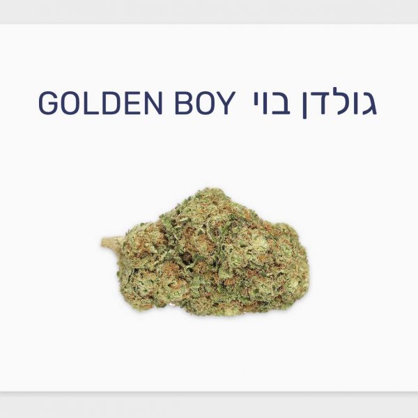 סקירת זן גולדן בוי – תפרחת קנאביס רפואי T20/C4 סאטיבה