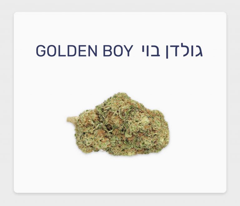 סקירת זן גולדן בוי – תפרחת קנאביס רפואי T20/C4 סאטיבה