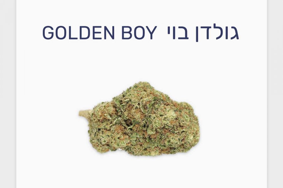 סקירת זן גולדן בוי – תפרחת קנאביס רפואי T20/C4 סאטיבה