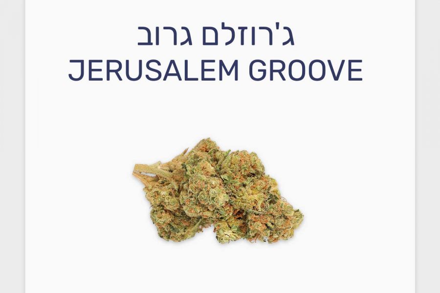 סקירת זן ג'רוזלם גרוב – תפרחת קנאביס רפואי T20/C4 אינדיקה