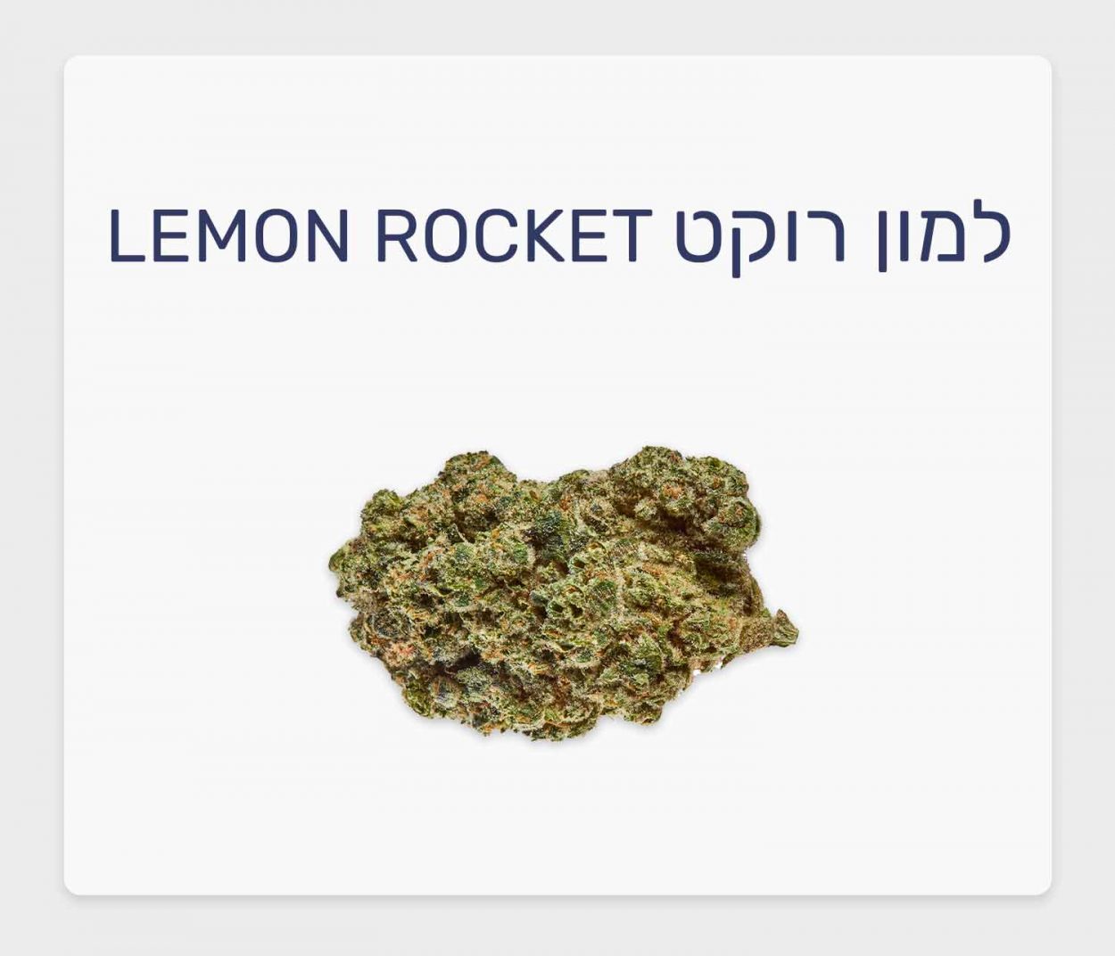 סקירת זן למון רוקט – תפרחת קנאביס רפואי בגידול אינדור קנדי, T20/C4 היברידי