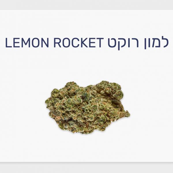 סקירת זן למון רוקט – תפרחת קנאביס רפואי בגידול אינדור קנדי, T20/C4 היברידי