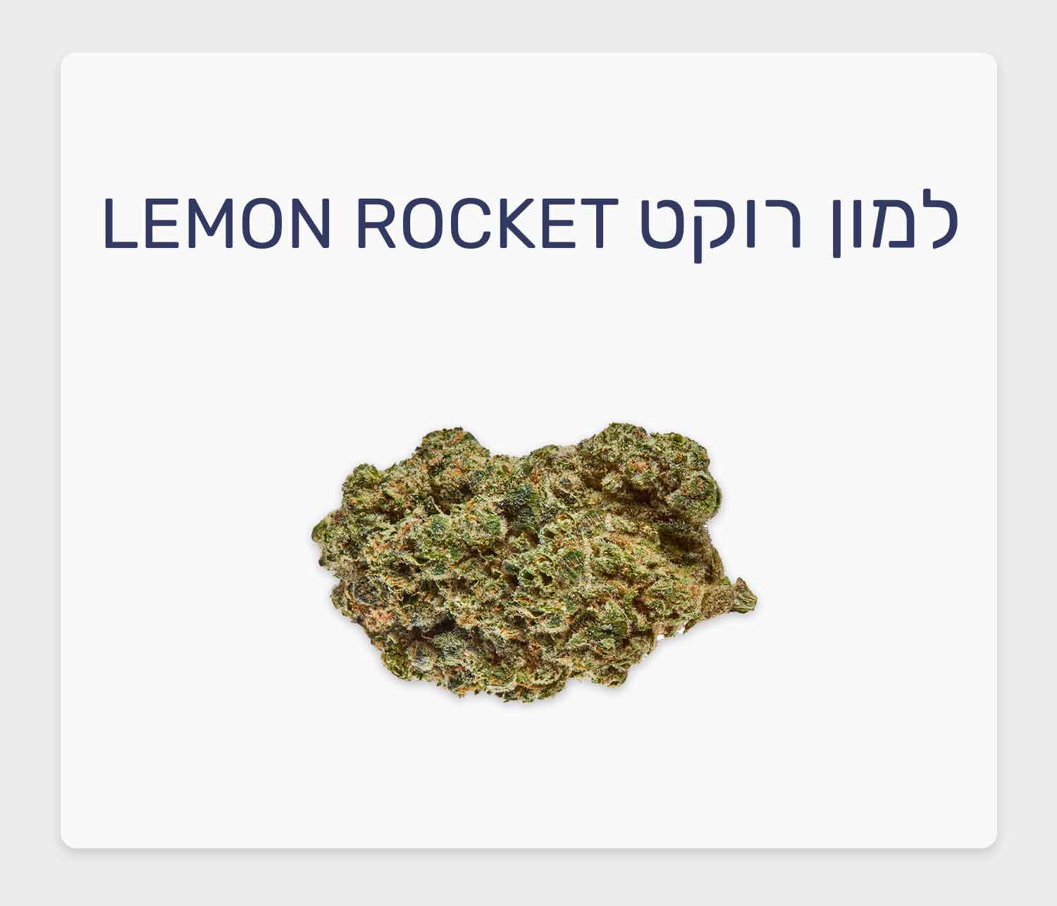 סקירת זן למון רוקט – תפרחת קנאביס רפואי בגידול אינדור קנדי, T20/C4 היברידי