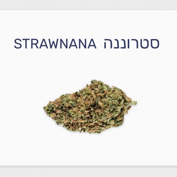 סקירת זן סטרוננה – תפרחת קנאביס רפואי T20/C4 היברידי