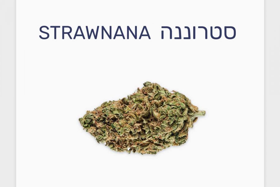 סקירת זן סטרוננה – תפרחת קנאביס רפואי T20/C4 היברידי