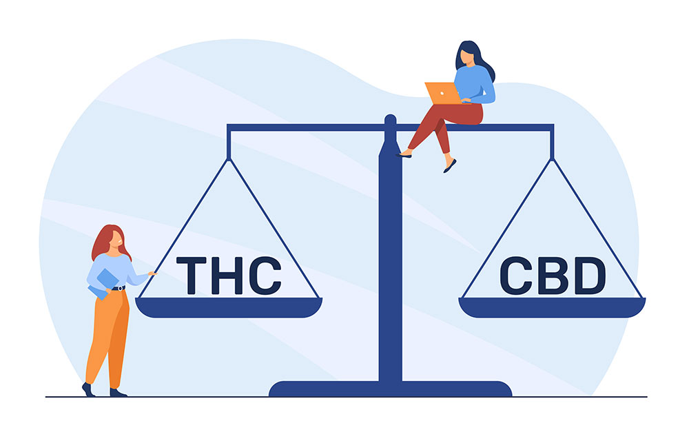יחס הזהב - זני קנאביס עם יחס 1:1 של THC ו-CBD