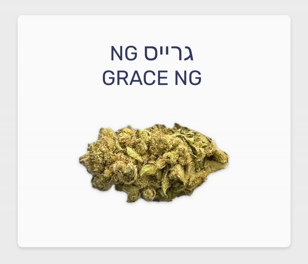 סקירת זן גרייס NG – תפרחת קנאביס רפואי T3/C15 כחול-לבן סאטיבה