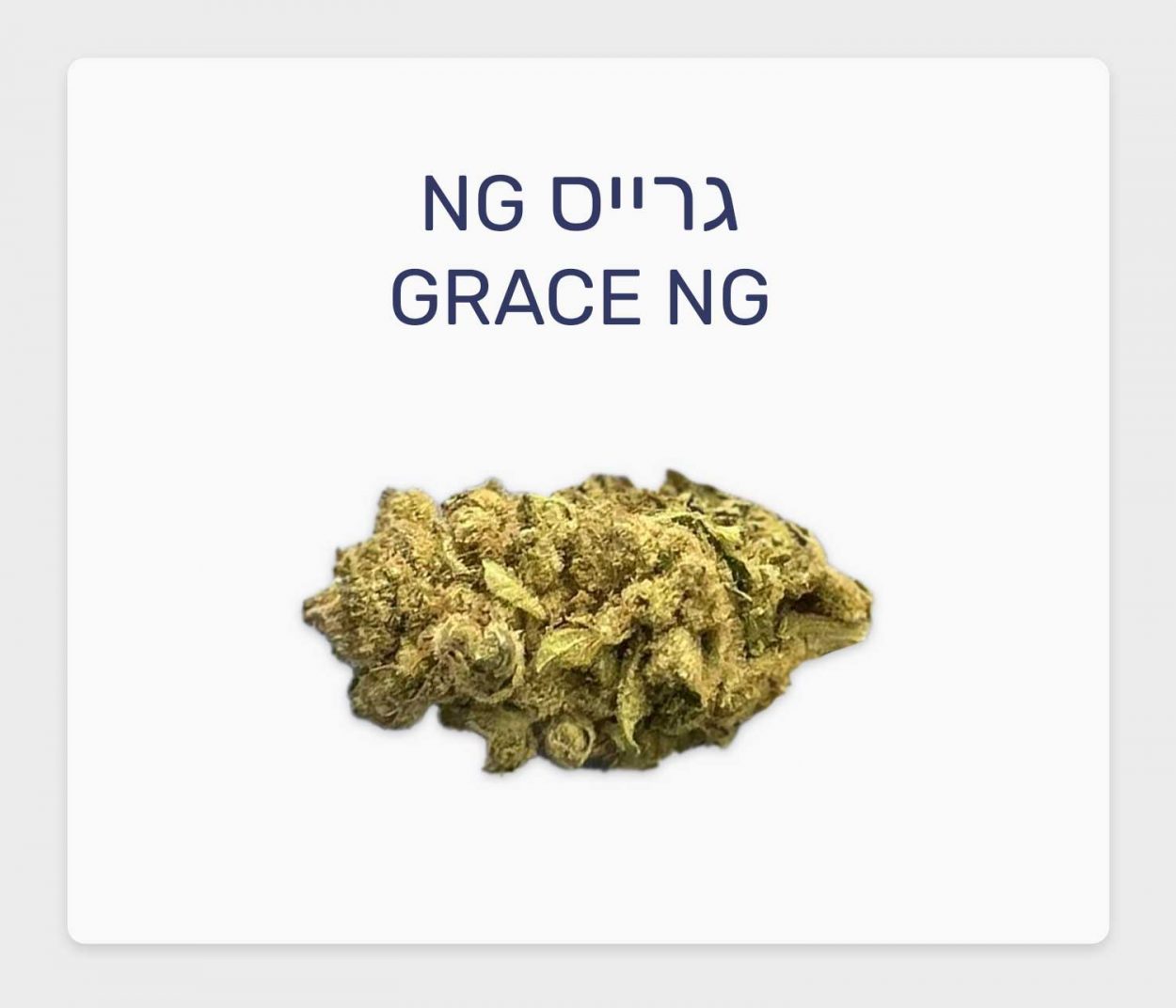 סקירת זן גרייס NG – תפרחת קנאביס רפואי T3/C15 כחול-לבן סאטיבה