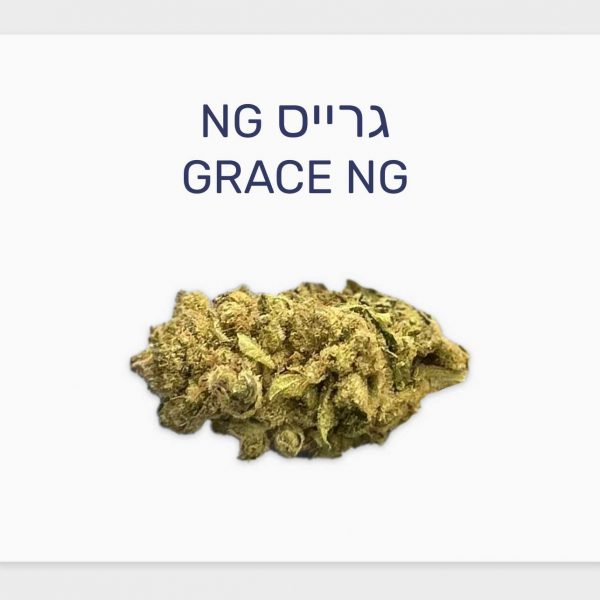 סקירת זן גרייס NG – תפרחת קנאביס רפואי T3/C15 כחול-לבן סאטיבה