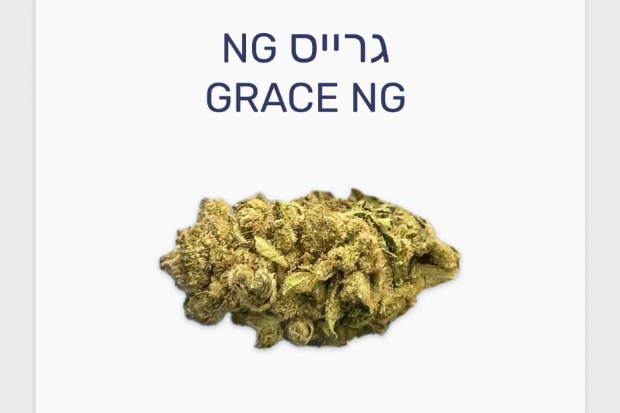 סקירת זן גרייס NG – תפרחת קנאביס רפואי T3/C15 כחול-לבן סאטיבה