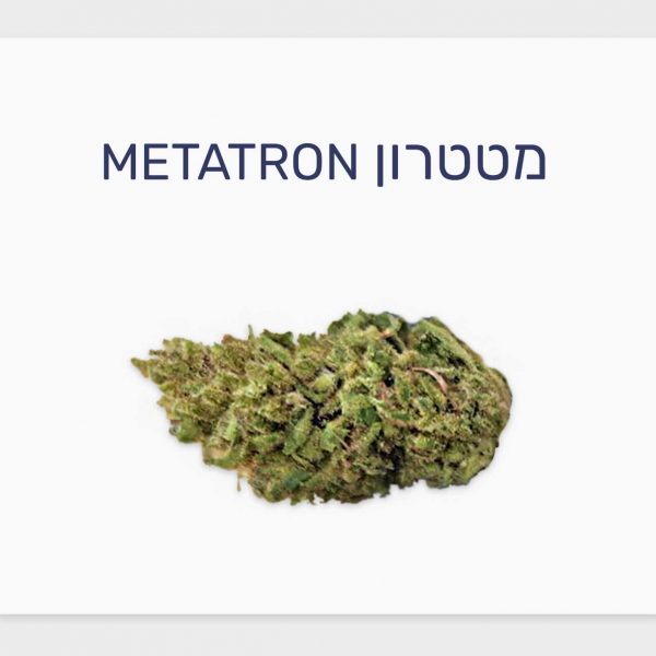 סקירת זן מטטרון – תפרחת קנאביס רפואי T20/C4 כחול-לבן היברידי