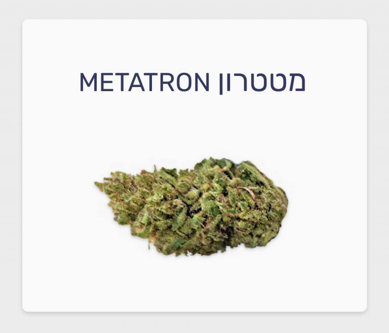 סקירת זן מטטרון – תפרחת קנאביס רפואי T20/C4 כחול-לבן היברידי