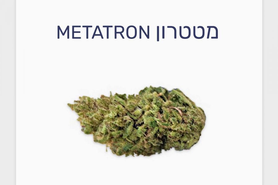 סקירת זן מטטרון – תפרחת קנאביס רפואי T20/C4 כחול-לבן היברידי