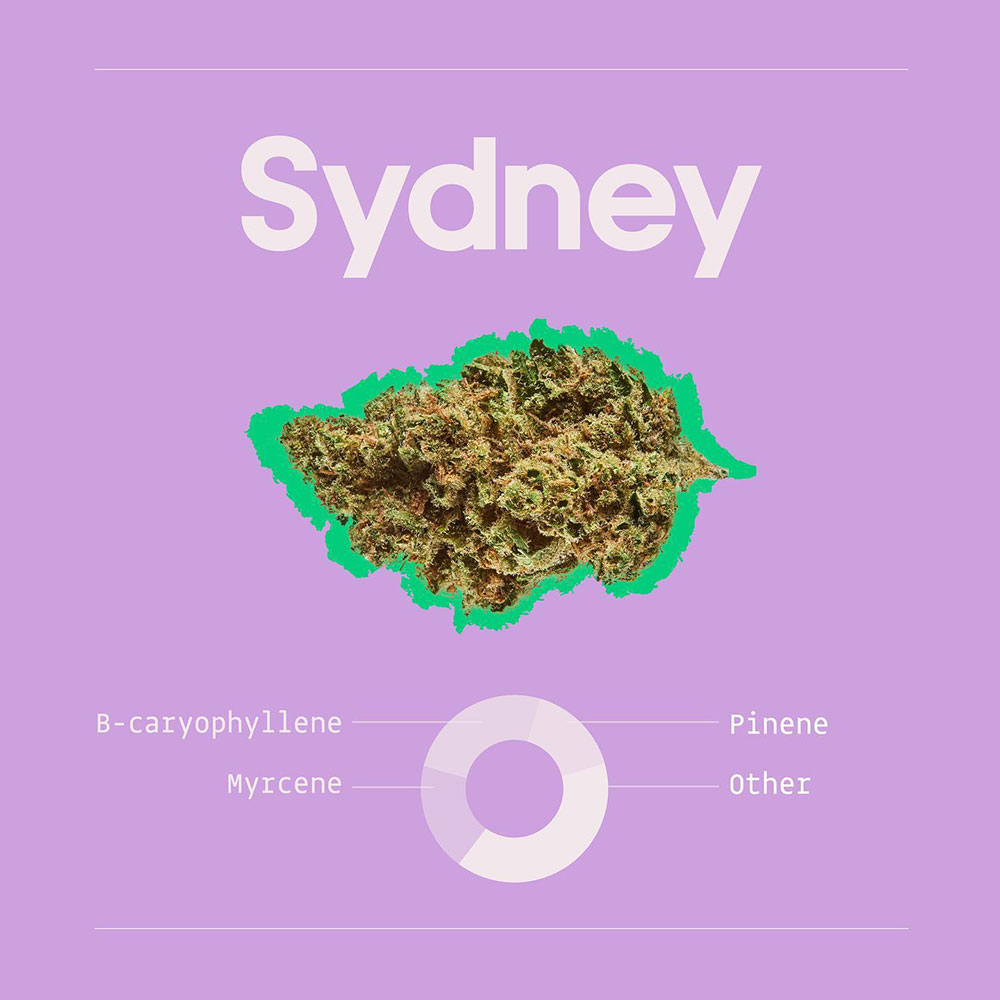 זן סידני, טרפנים דומיננטיים