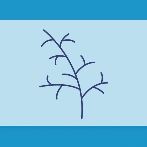 טרפנים 101#: הכל על הטרפן גוואיול Guaiol