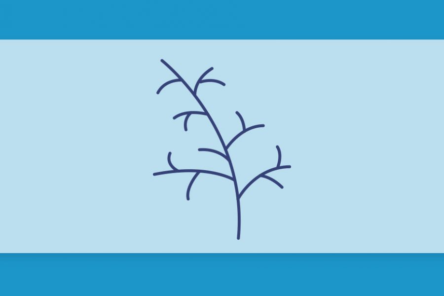 טרפנים 101#: הכל על הטרפן גוואיול Guaiol