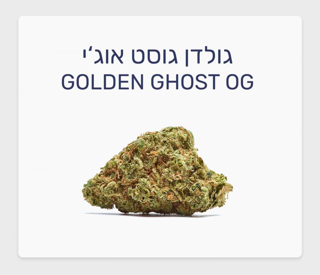 סקירת זן קנאביס רפואי גולדן גוסט אוג'י – תפרחת אינדור קנדית T20/C4 אינדיקה, IMC