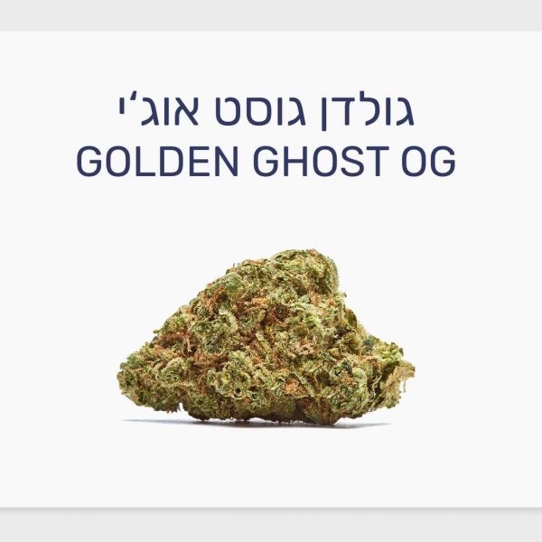 סקירת זן קנאביס רפואי גולדן גוסט אוג'י – תפרחת אינדור קנדית T20/C4 אינדיקה, IMC