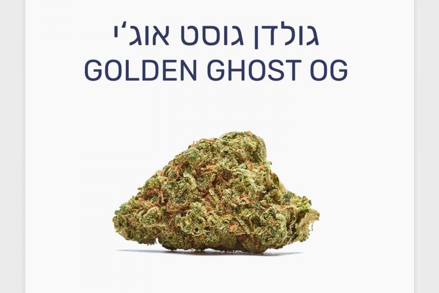 סקירת זן קנאביס רפואי גולדן גוסט אוג'י – תפרחת אינדור קנדית T20/C4 אינדיקה, IMC