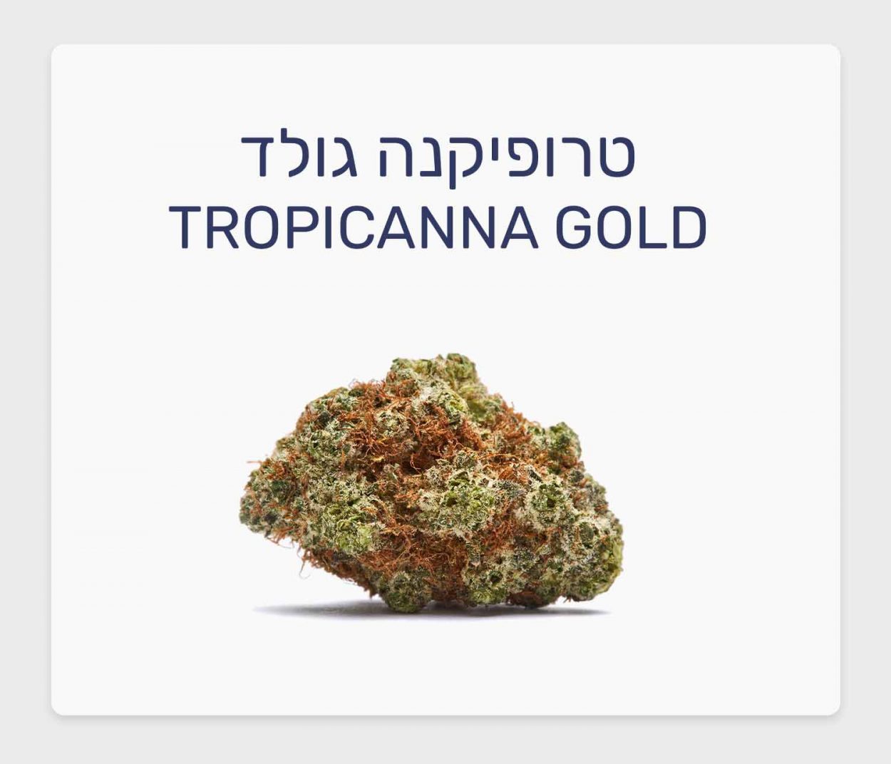 סקירת זן טרופיקנה גולד – תפרחת קנאביס רפואי בגידול אינדור קנדי, T20/C4 סאטיבה