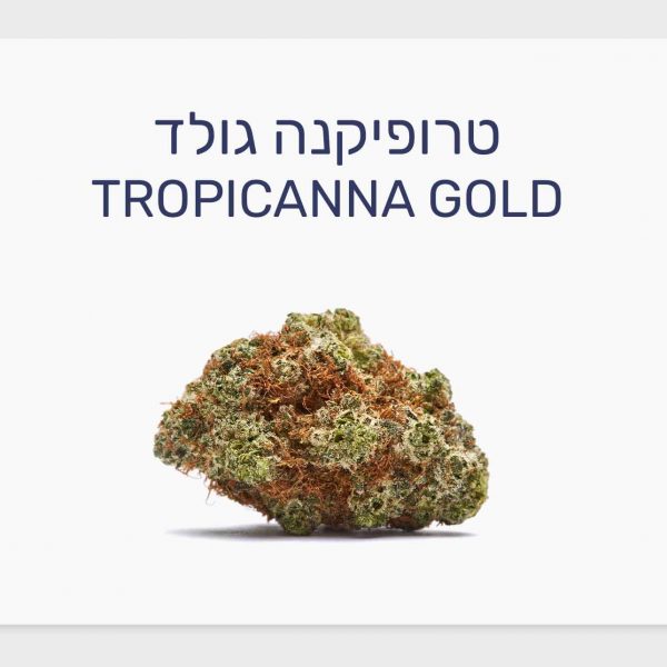 סקירת זן טרופיקנה גולד – תפרחת קנאביס רפואי בגידול אינדור קנדי, T20/C4 סאטיבה