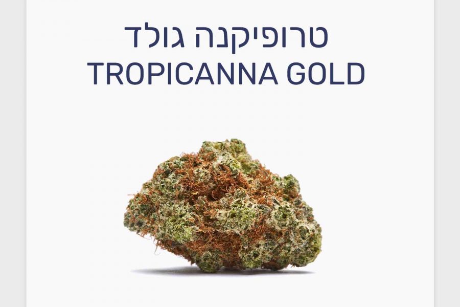 סקירת זן טרופיקנה גולד – תפרחת קנאביס רפואי בגידול אינדור קנדי, T20/C4 סאטיבה