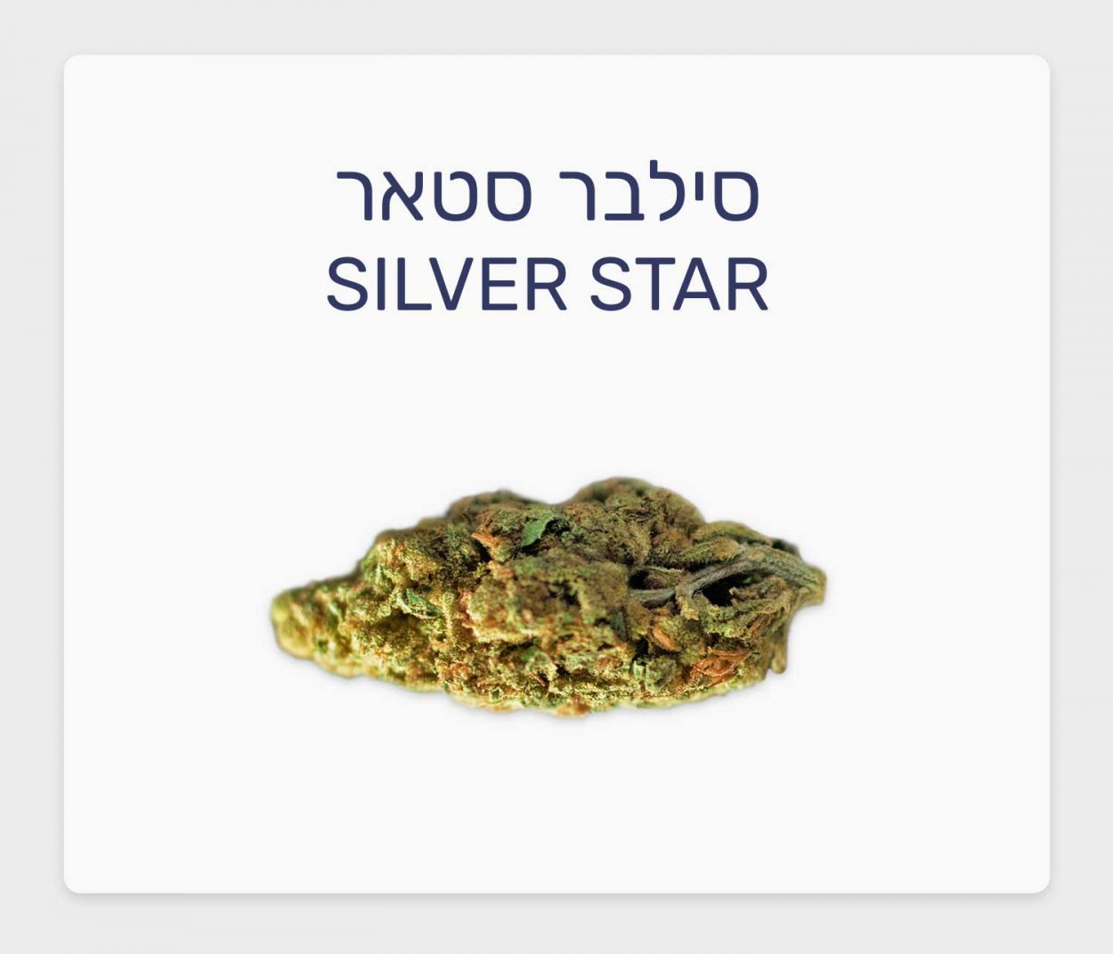 סקירת זן סילבר סטאר – תפרחת קנאביס רפואי T20/C4 חדשה של חברת שיח