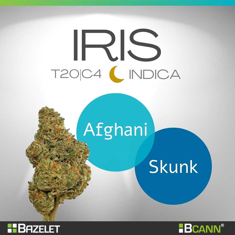 הזן איריס Iris של חברת בזלת