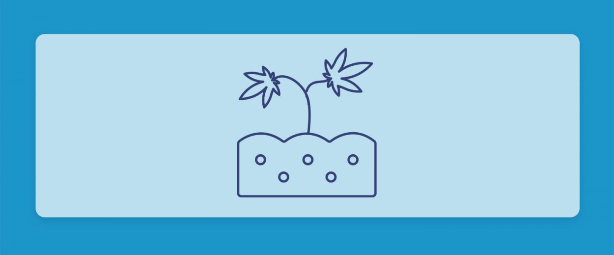 ארומות הקנאביס השונות: והפעם, זני קנאביס לאוהבי הטעמים האדמתיים והעשירים