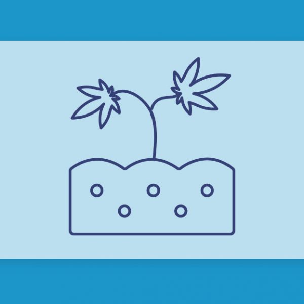 ארומות הקנאביס השונות: והפעם, זני קנאביס לאוהבי הטעמים האדמתיים והעשירים