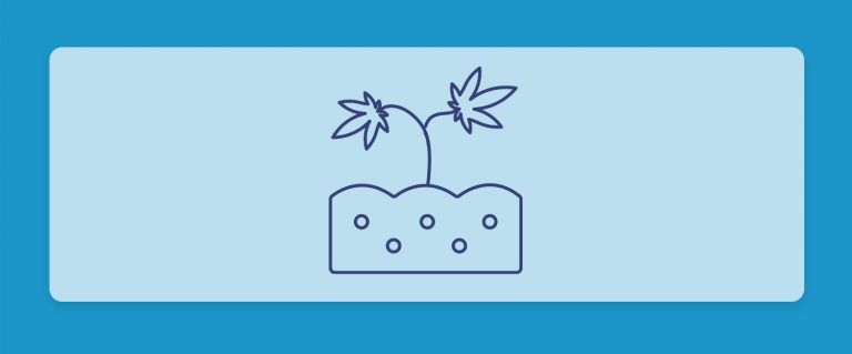 ארומות הקנאביס השונות: והפעם, זני קנאביס לאוהבי הטעמים האדמתיים והעשירים