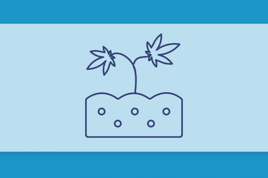 ארומות הקנאביס השונות: והפעם, זני קנאביס לאוהבי הטעמים האדמתיים והעשירים