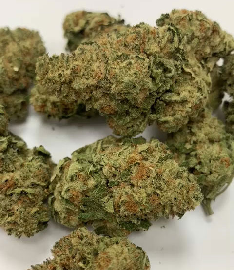 תפרחות הזן איריס