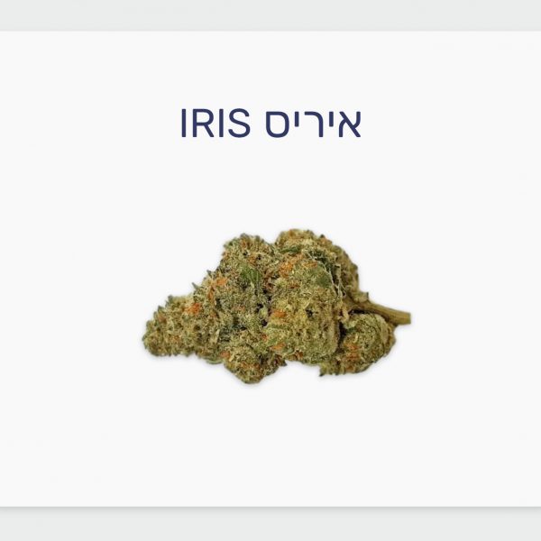 סקירת זן איריס Iris – תפרחת קנאביס רפואי אינדיקה עתירת THC, בזלת