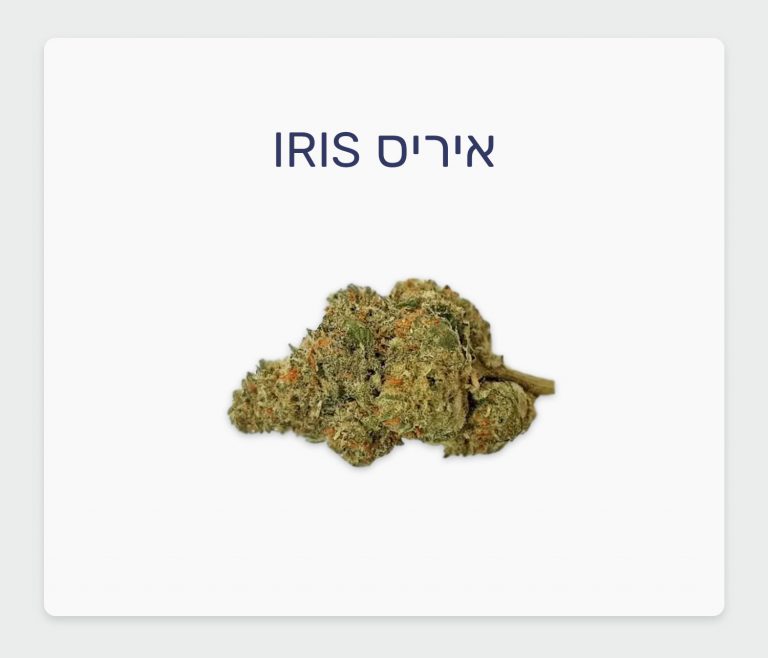 סקירת זן איריס Iris – תפרחת קנאביס רפואי אינדיקה עתירת THC, בזלת