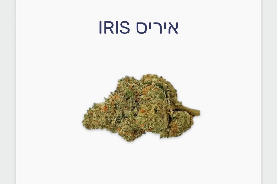 סקירת זן איריס Iris – תפרחת קנאביס רפואי אינדיקה עתירת THC, בזלת