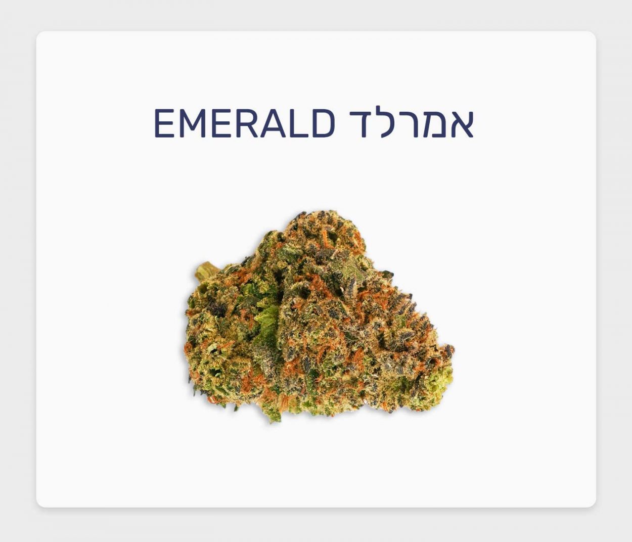 סקירת זן אמרלד – תפרחת קנאביס רפואי סאטיבה עתירת THC, בזלת