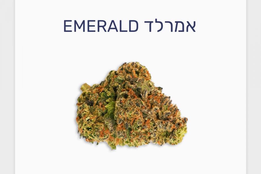 סקירת זן אמרלד – תפרחת קנאביס רפואי סאטיבה עתירת THC, בזלת