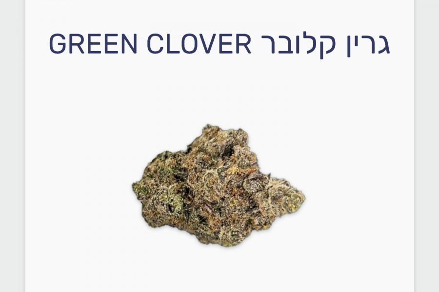 סקירת זן גרין קלובר מסדרת פלאור של טוגדר. תפרחת קאנביס רפואי בגידול אינדור של חברת טריכום