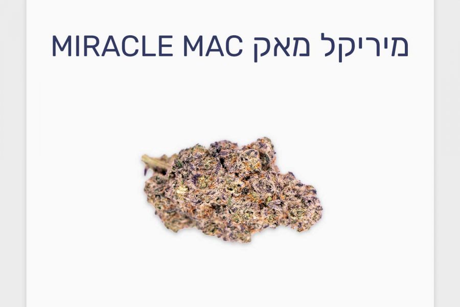 סקירת זן מיריקל מאק – תפרחת קנאביס רפואי בגידול קראפט קנדי, T20/C4 היברידי, שיח