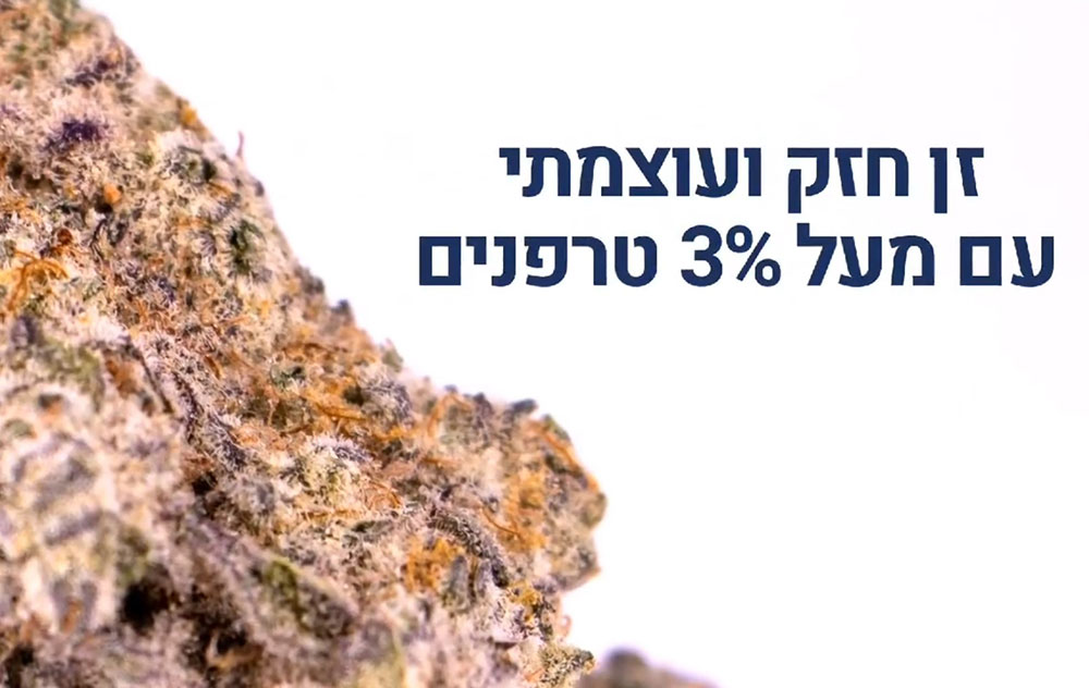 מיריקל מאק, זן חזק ועוצמתי