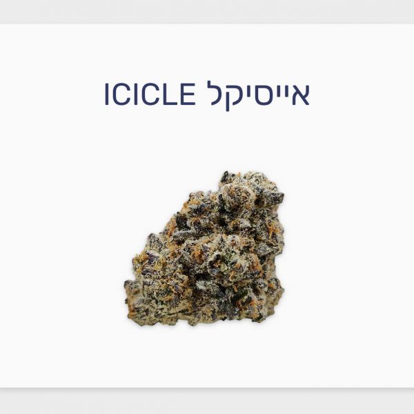 סקירת זן אייסיקל – תפרחת קנאביס רפואי של Qwest, מותג הקראפט פרימיום המוביל בקנדה