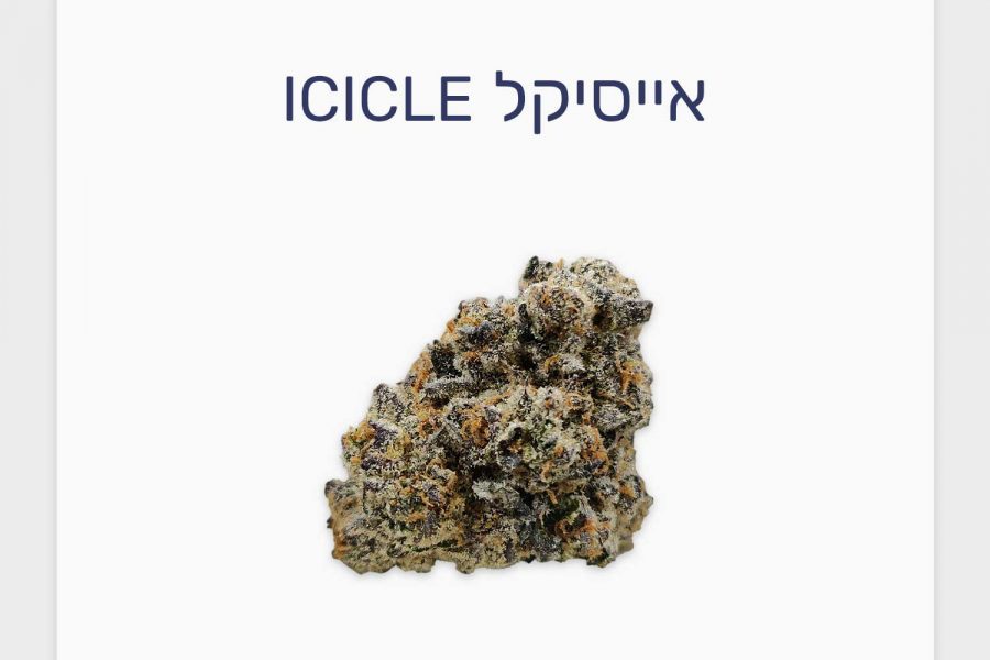 סקירת זן אייסיקל – תפרחת קנאביס רפואי של Qwest, מותג הקראפט פרימיום המוביל בקנדה