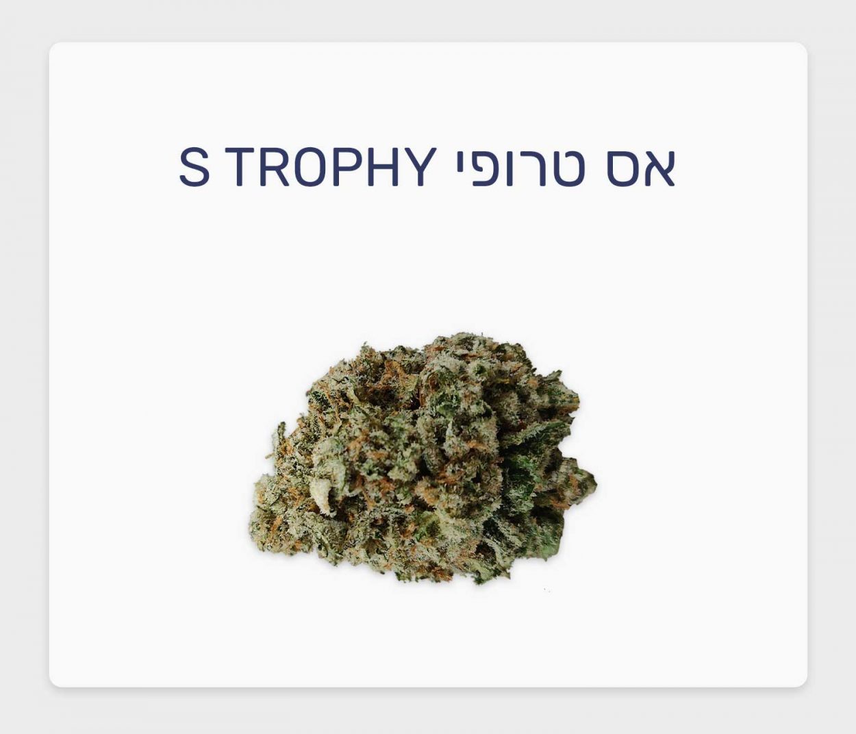 סקירת זן אס טרופי – תפרחת קנאביס רפואי של Qwest, מותג הקראפט פרימיום המוביל בקנדה